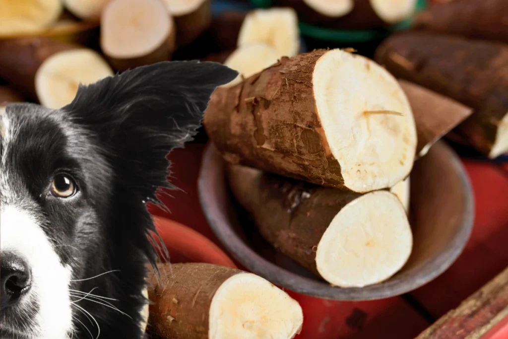 Cachorro Pode Comer Aipim