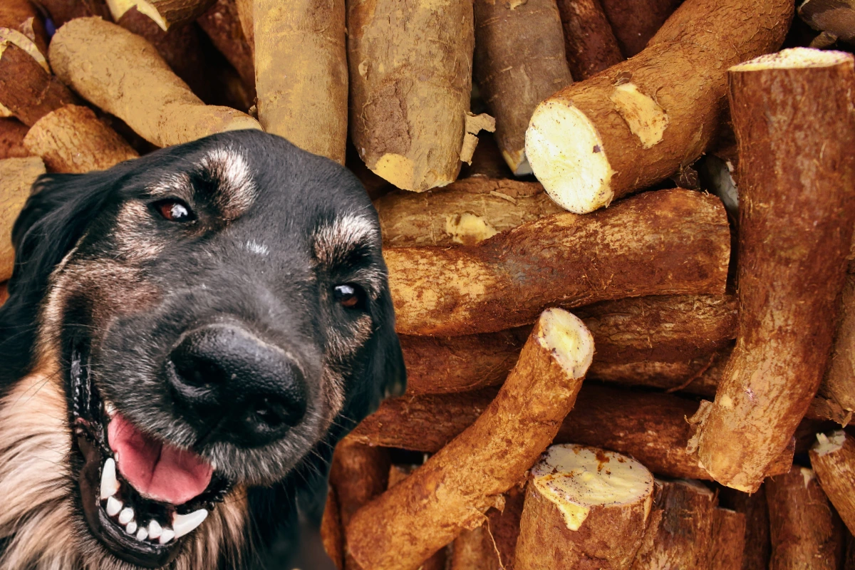 Cachorro Pode Comer Aipim