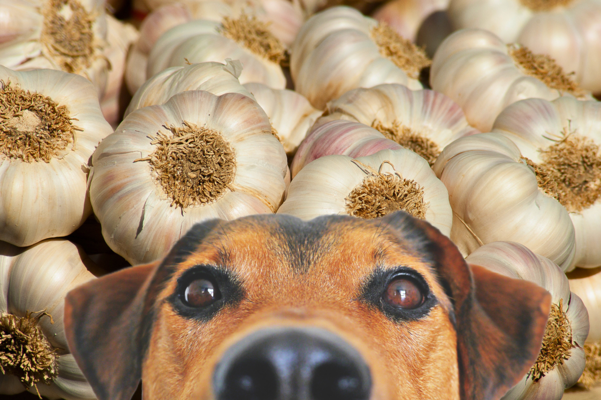 Cachorro Pode Comer Alho