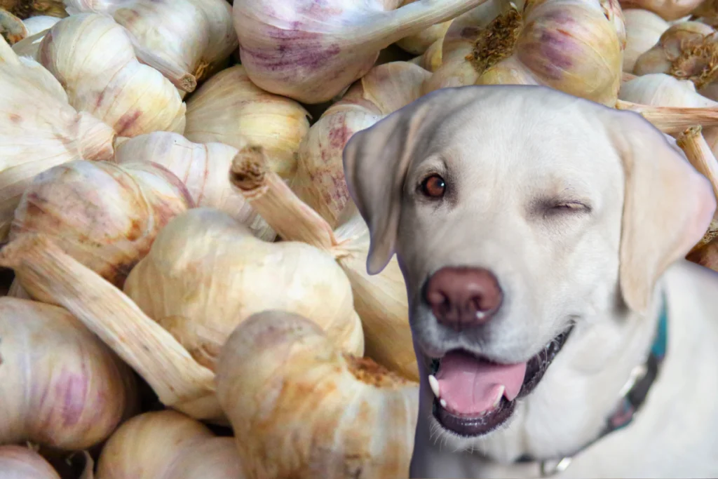 Cachorro Pode Comer Alho