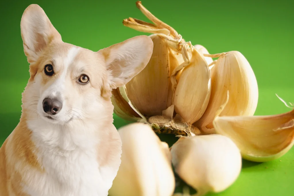 Cachorro Pode Comer Alho