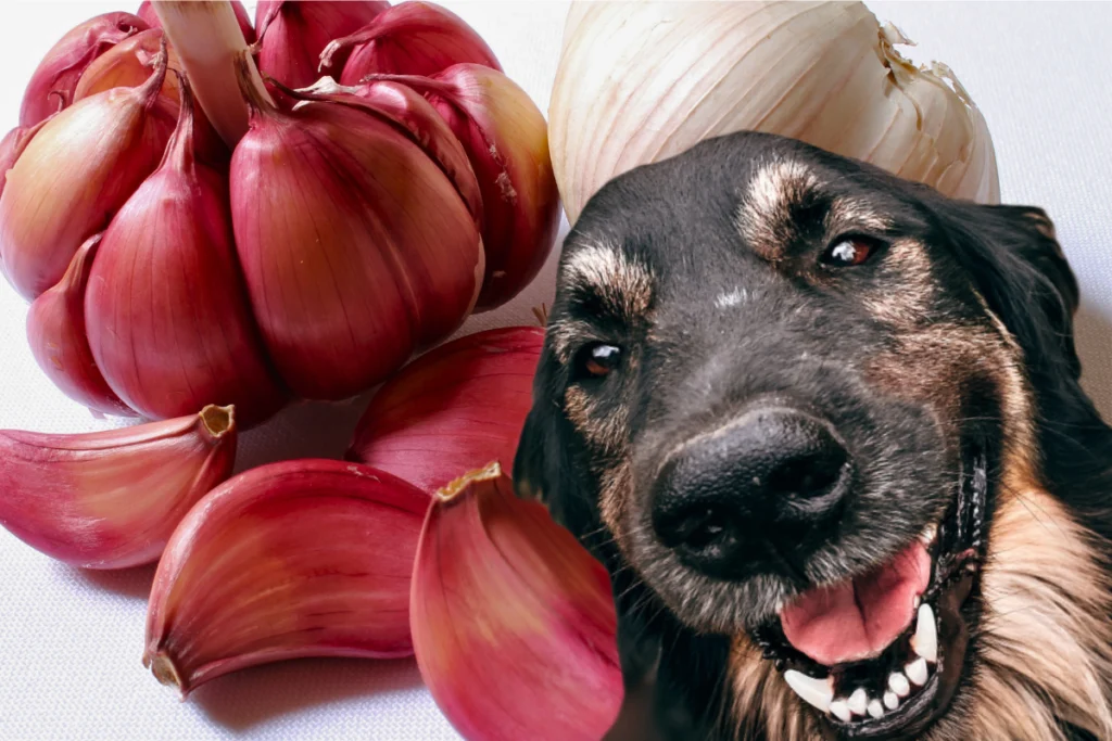 Cachorro Pode Comer Alho