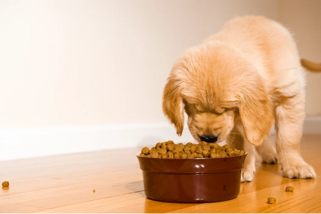 Cachorro Pode Comer Arroz