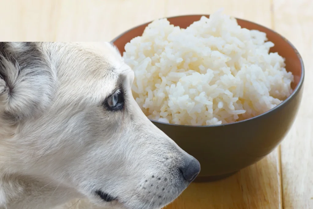 Cachorro Pode Comer Arroz
