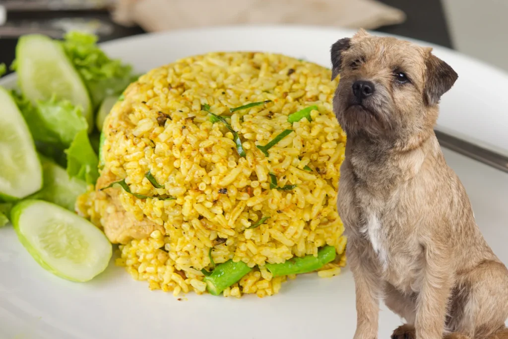 Cachorro Pode Comer Arroz