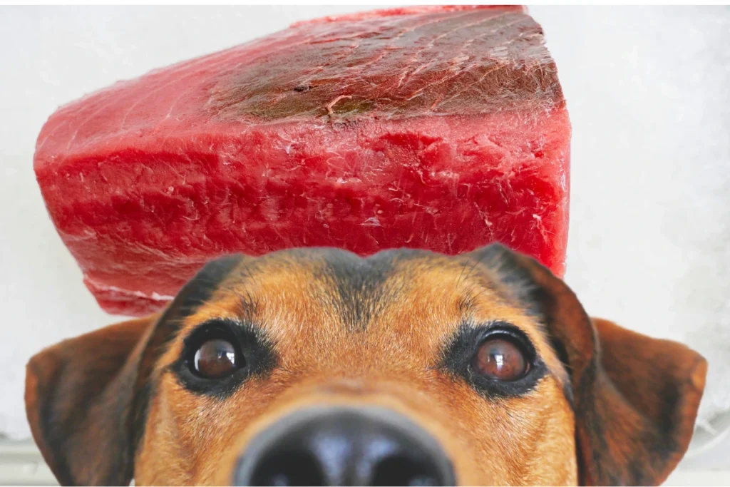 Cachorro Pode Comer Atum