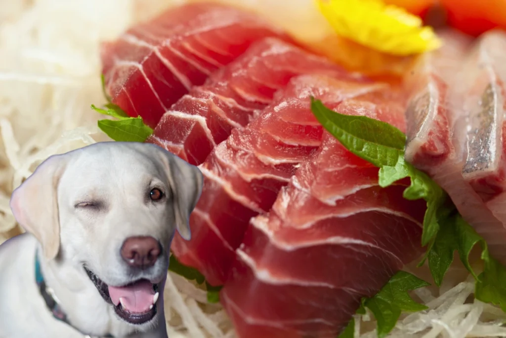 Cachorro Pode Comer Atum