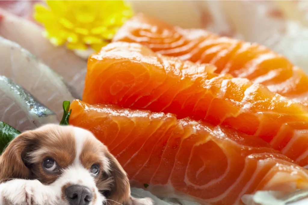 Cachorro Pode Comer Atum