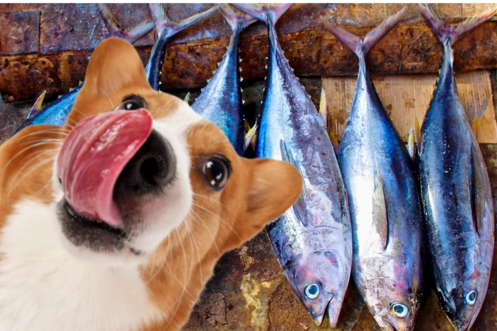 Cachorro Pode Comer Atum
