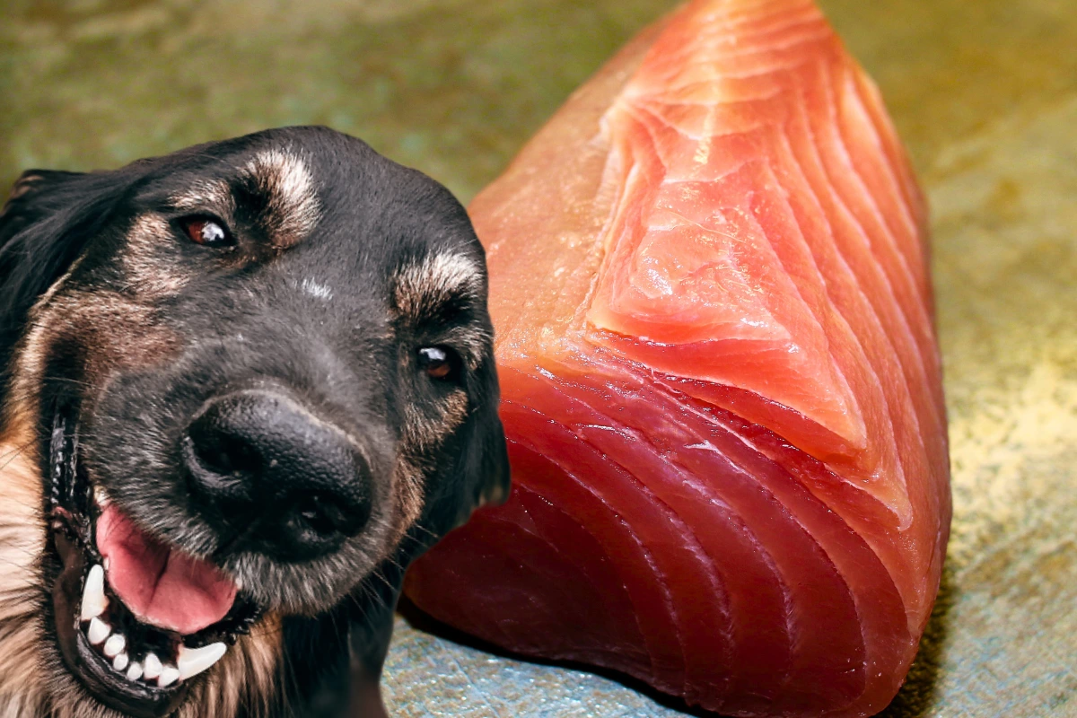 Cachorro Pode Comer Atum