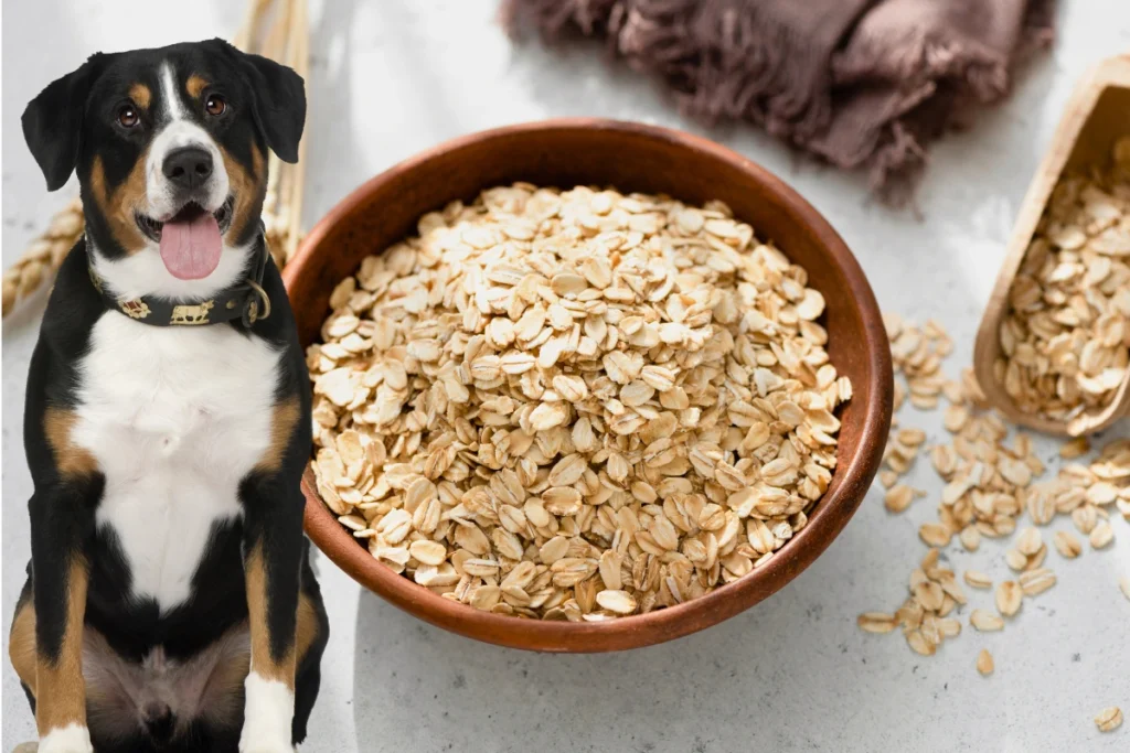 Cachorro Pode Comer Aveia