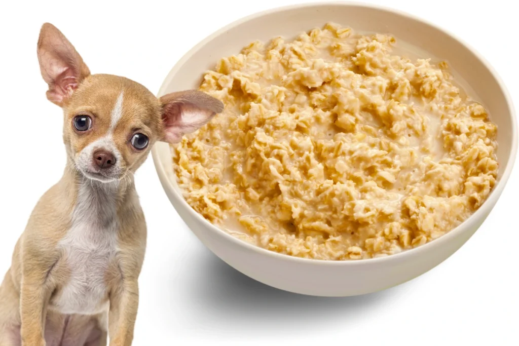 Cachorro Pode Comer Aveia