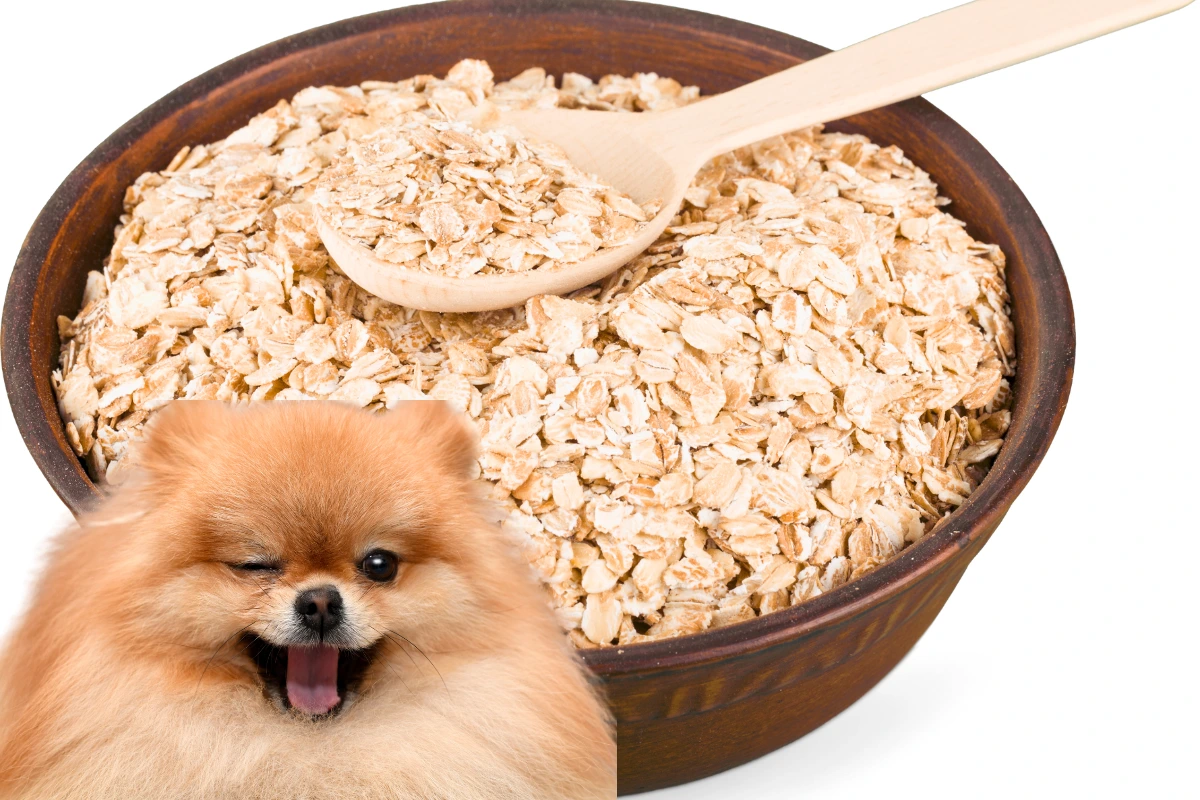 Cachorro Pode Comer Aveia