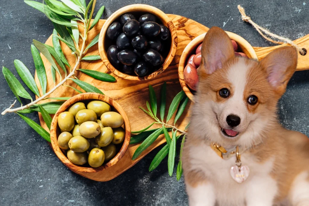 Cachorro Pode Comer Azeitona