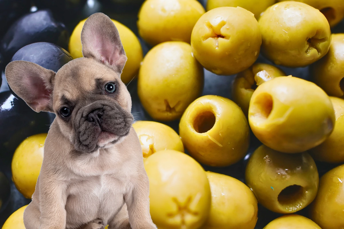 Cachorro Pode Comer Azeitona