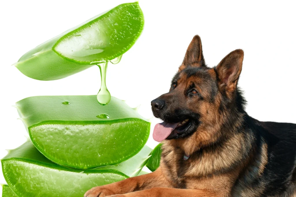 Cachorro Pode Comer Babosa