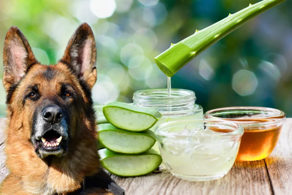 Cachorro Pode Comer Babosa