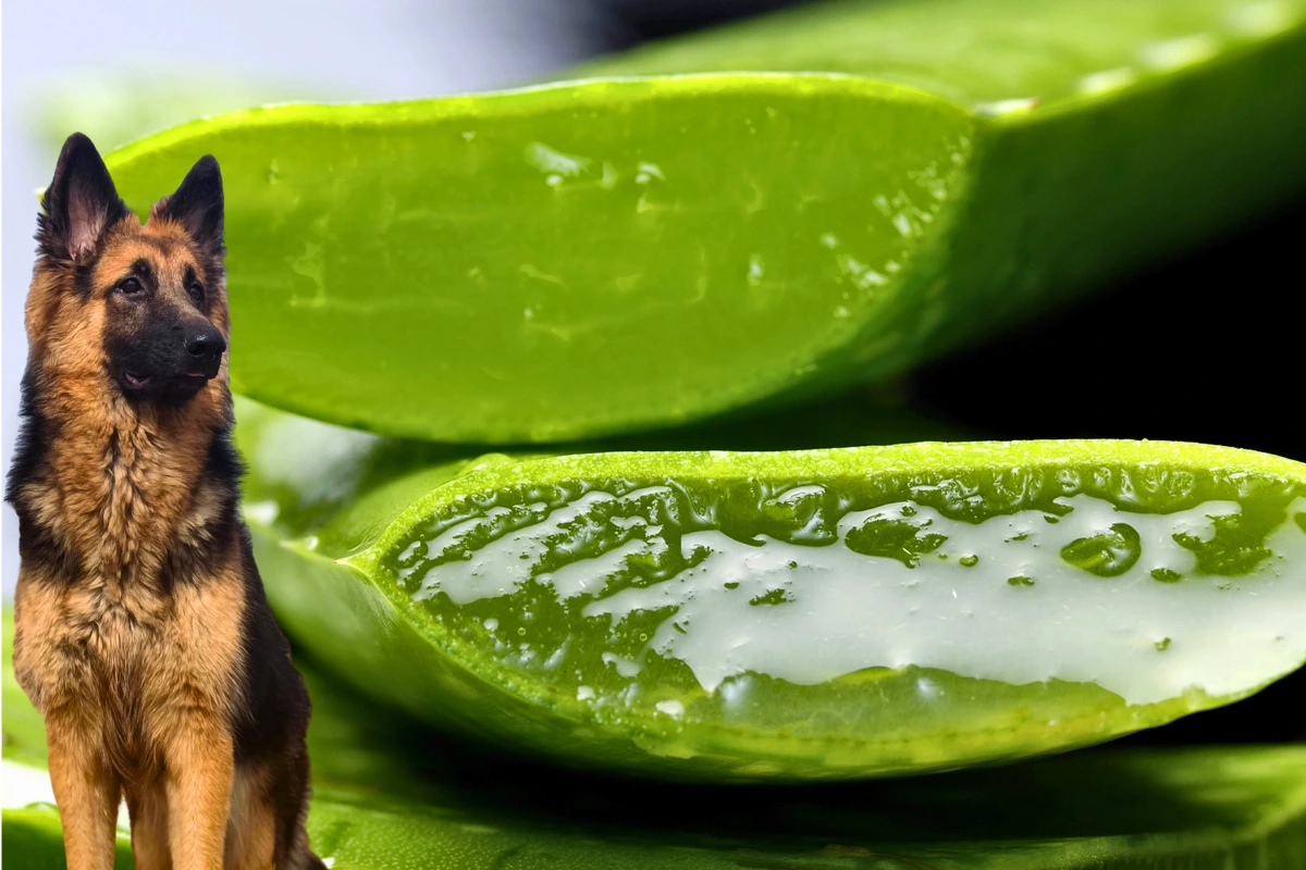 Cachorro Pode Comer Babosa