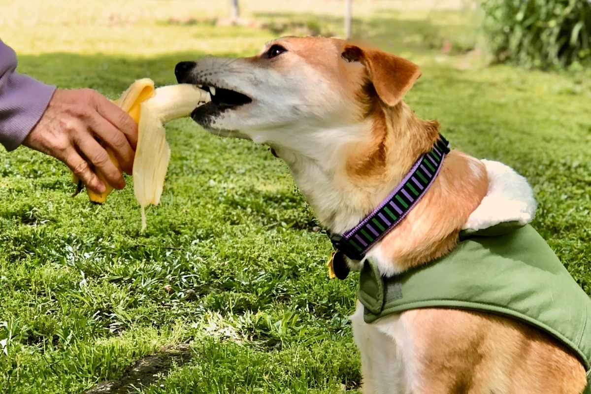 Cachorro Pode Comer Banana