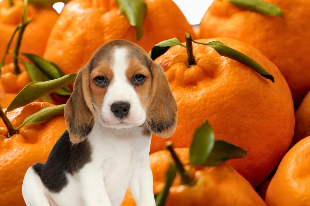 Cachorro Pode Comer Bergamota