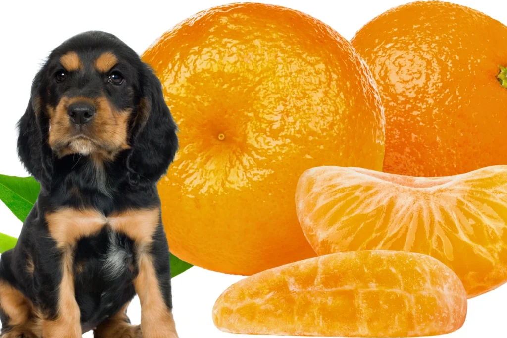Cachorro Pode Comer Bergamota