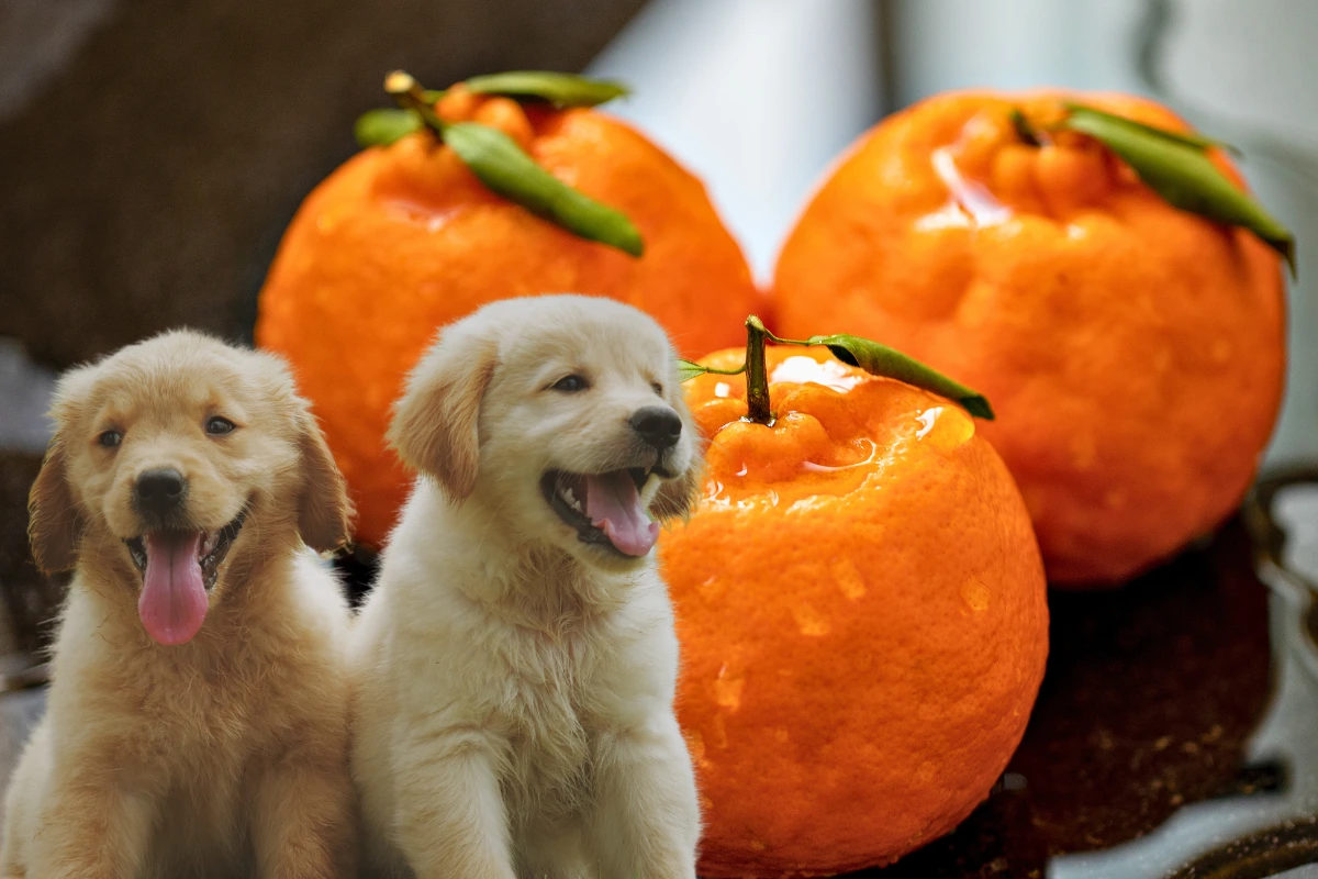 Cachorro Pode Comer Bergamota