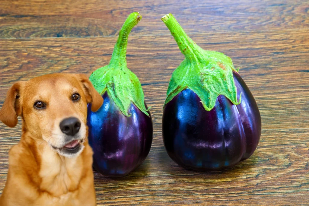 Cachorro Pode Comer Berinjela