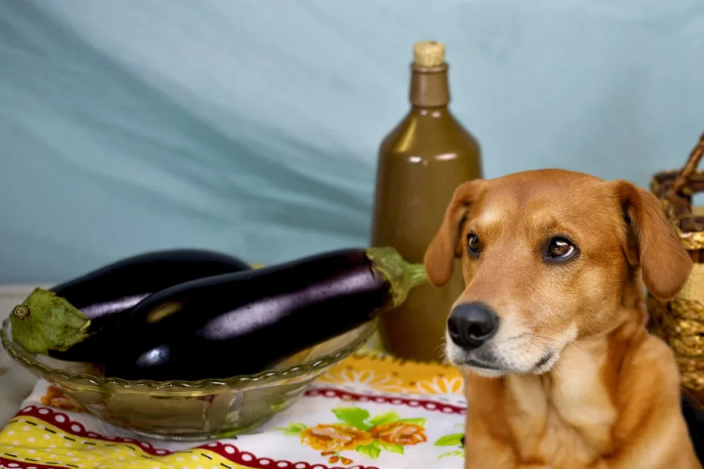 Cachorro Pode Comer Berinjela