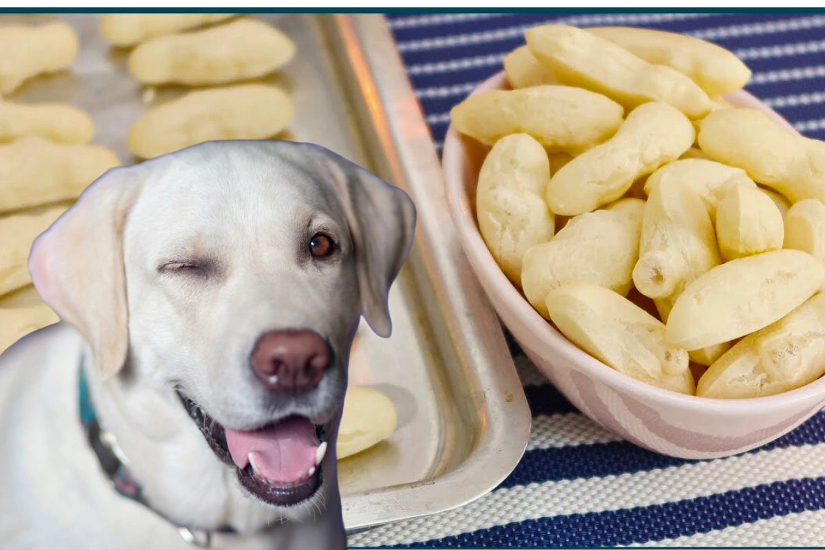 Cachorro Pode Comer Biscoito de Polvilho