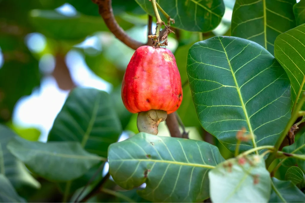 Cachorro Pode Comer Caju