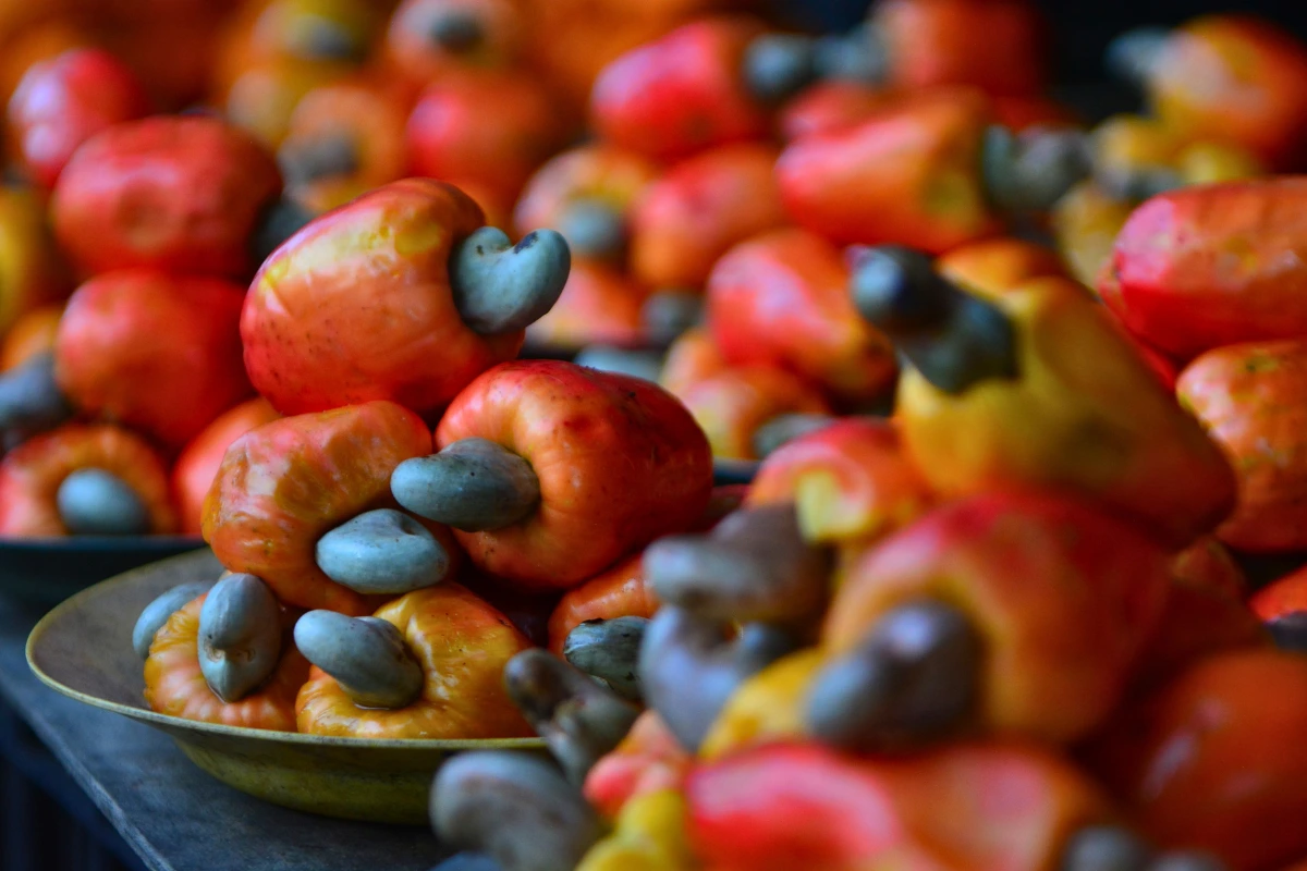 Cachorro Pode Comer Caju