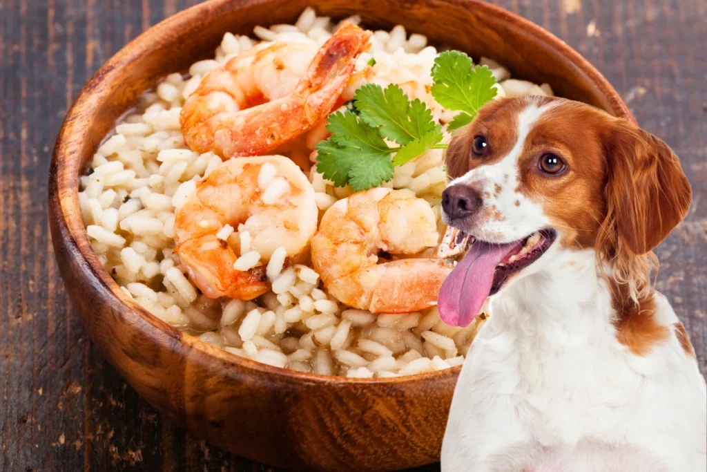 Cachorro Pode Comer Camarão