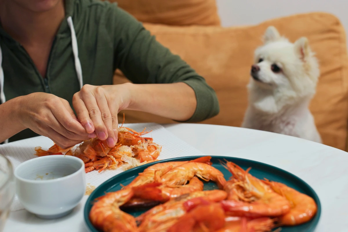Cachorro Pode Comer Camarão
