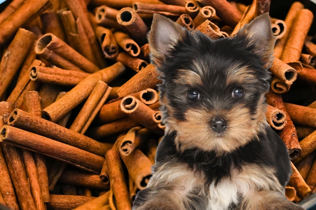 Cachorro Pode Comer Canela