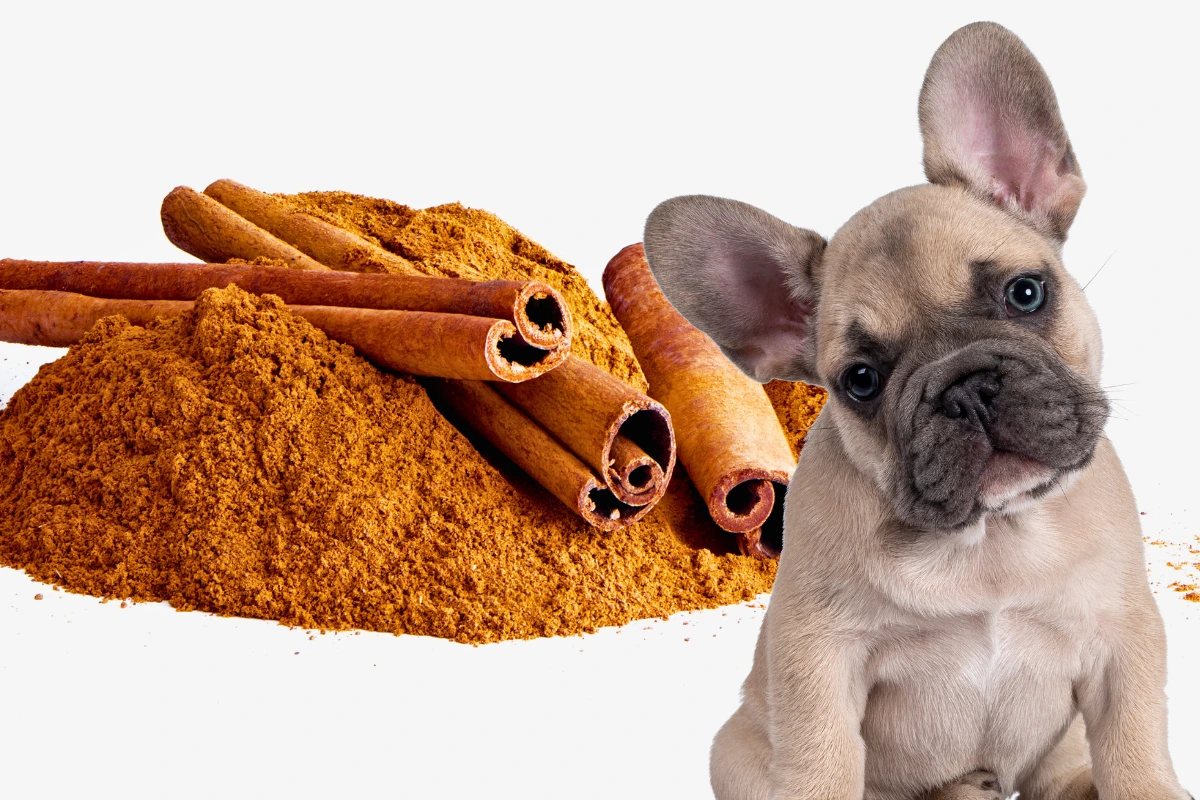 Cachorro Pode Comer Canela