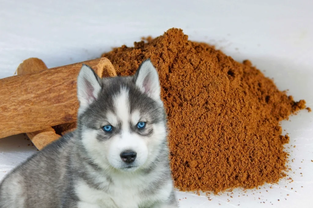 Cachorro Pode Comer Canela