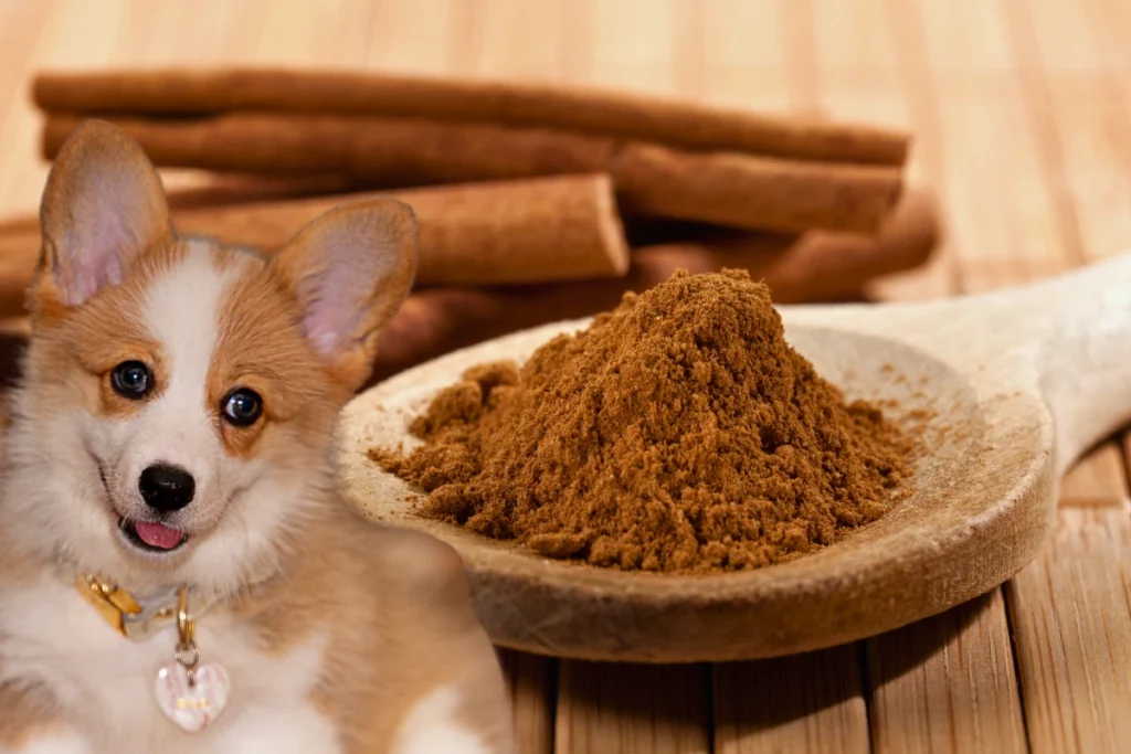 Cachorro Pode Comer Canela