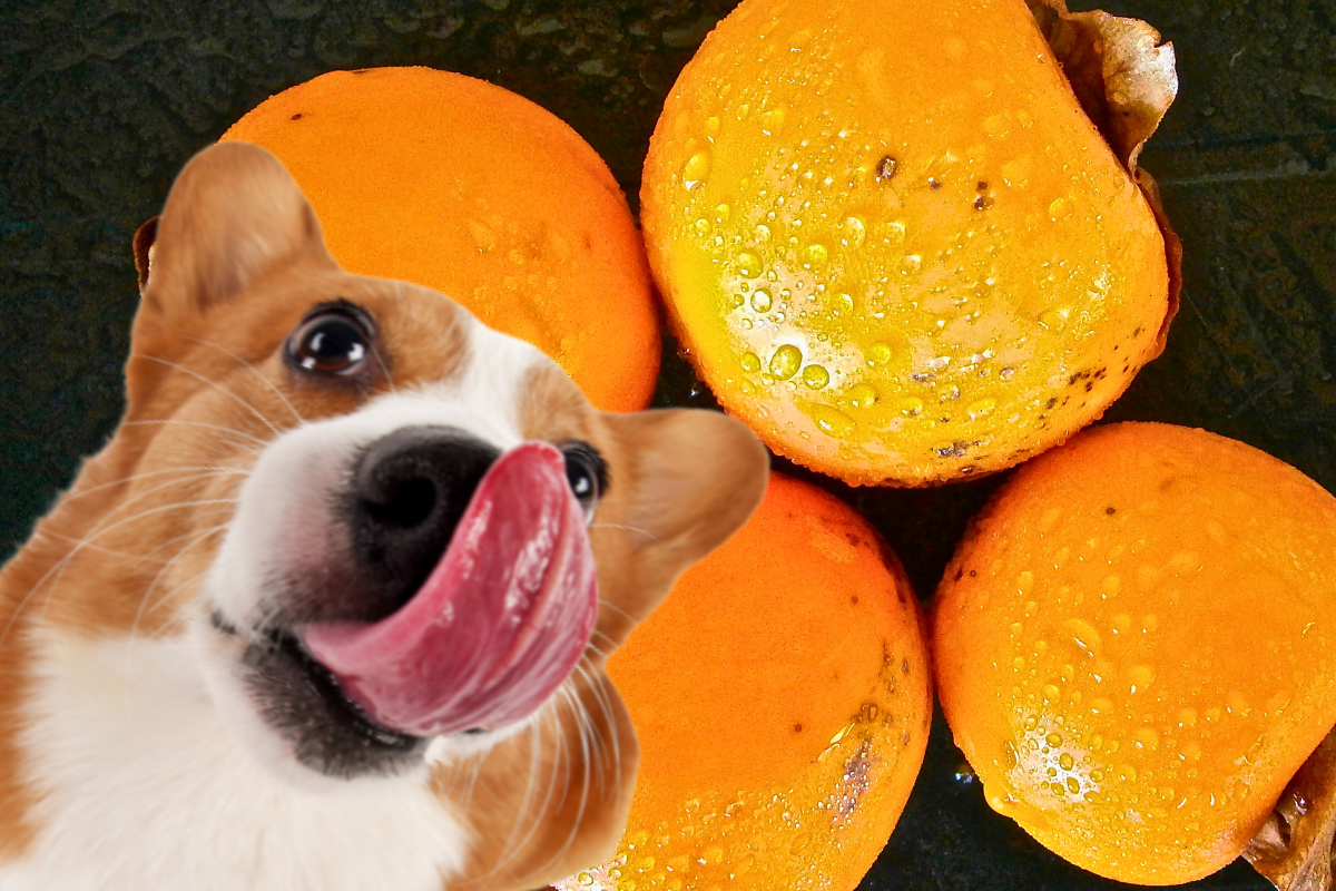 Cachorro Pode Comer Caqui