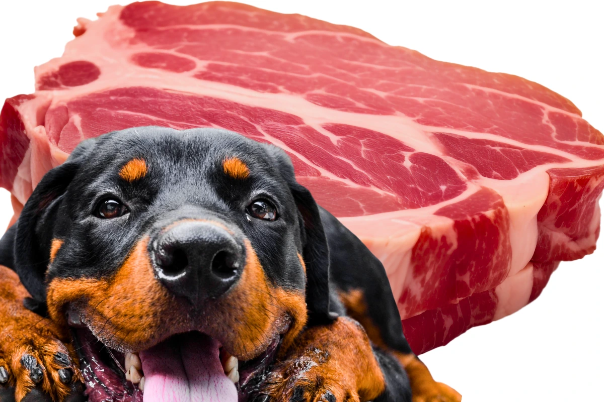Cachorro Pode Comer Carne de Porco