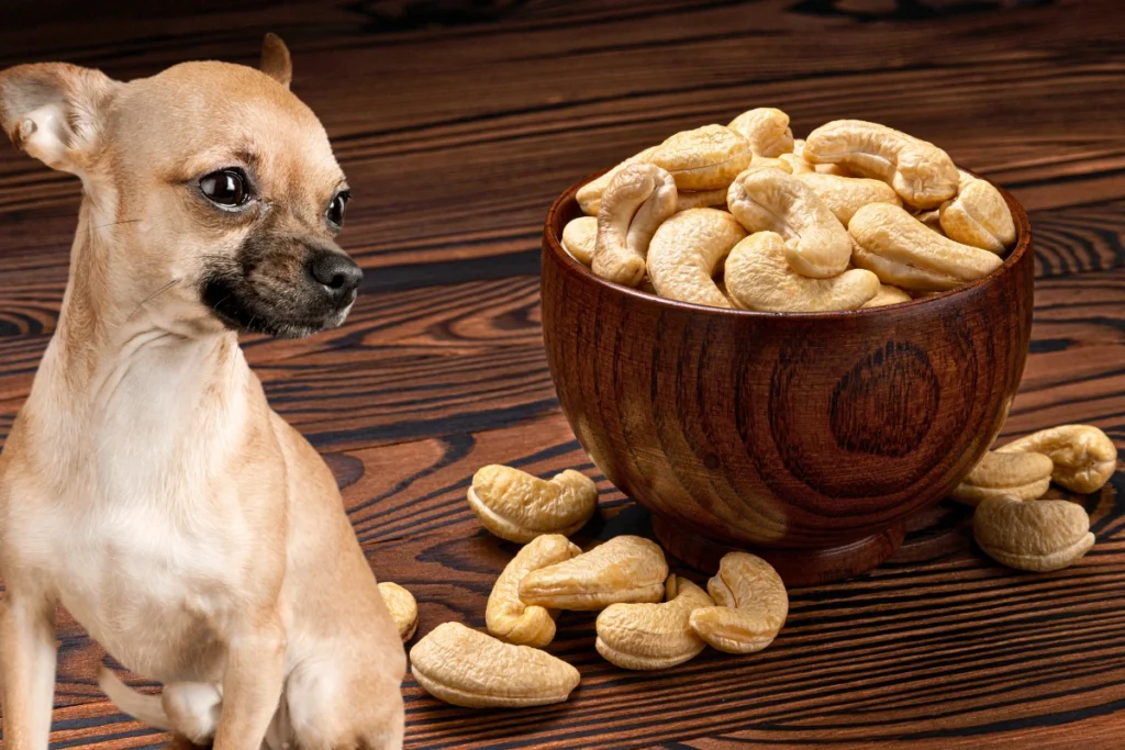 Cachorro Pode Comer Castanha de Caju