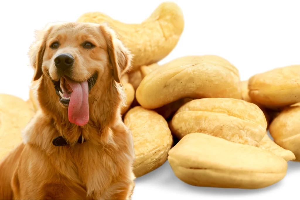 Cachorro Pode Comer Castanha de Caju