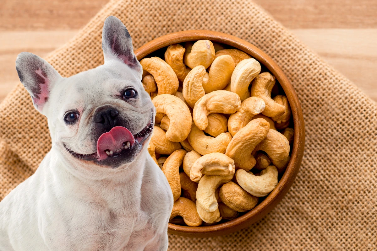 Cachorro Pode Comer Castanha de Caju