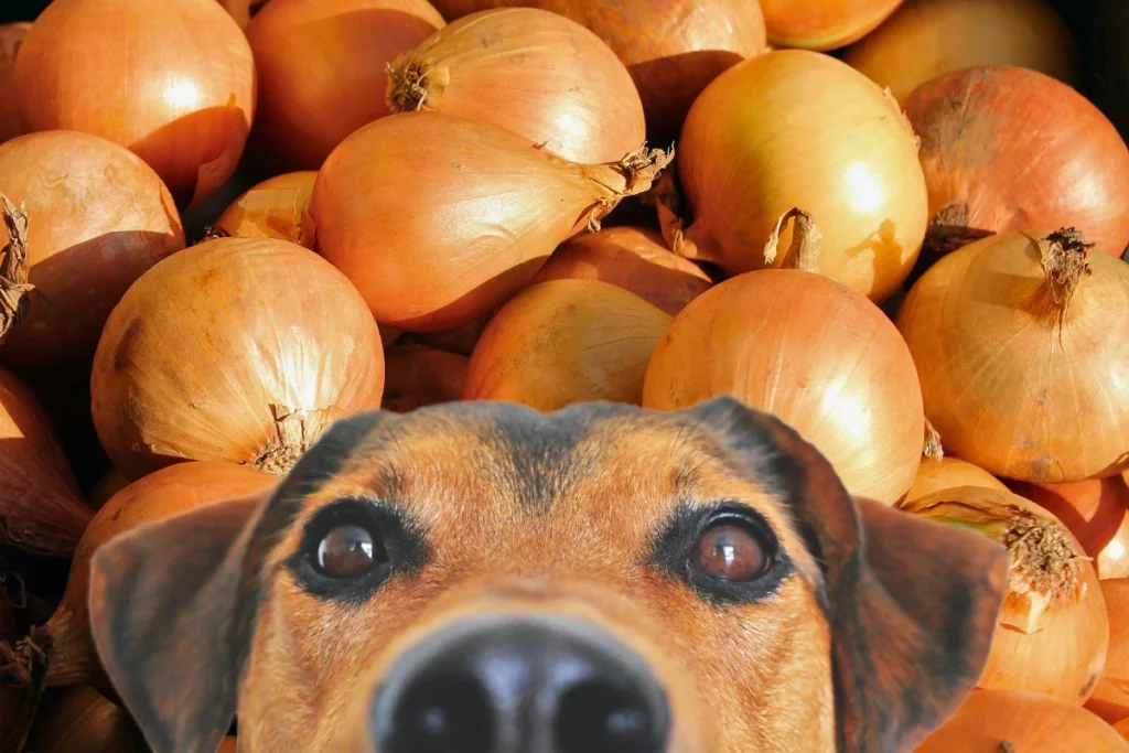Cachorro Pode Comer Cebola