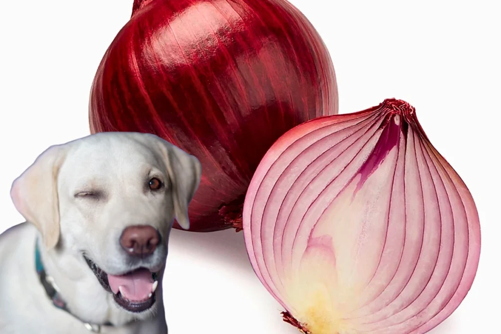 Cachorro Pode Comer Cebola