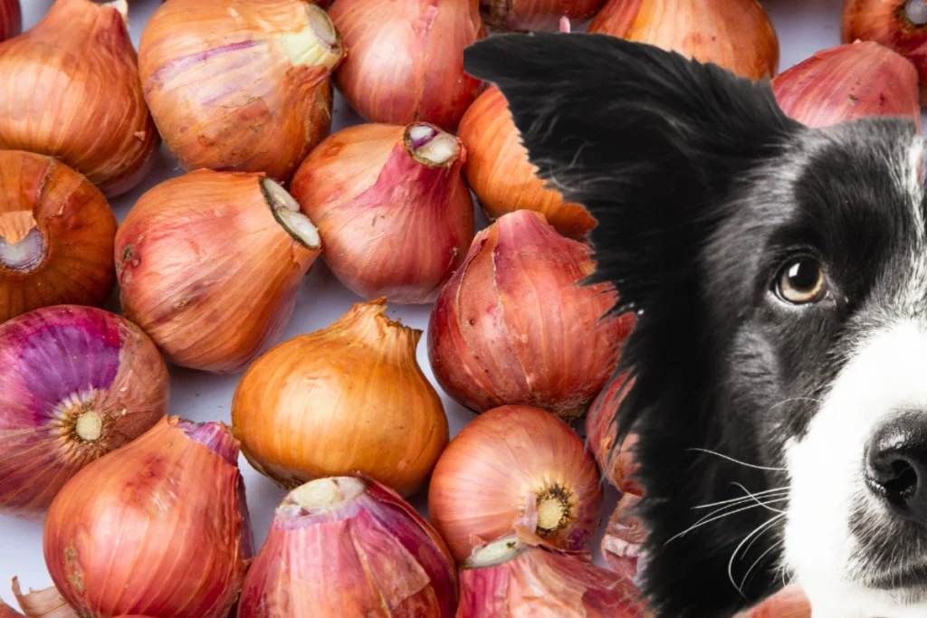 Cachorro Pode Comer Cebola