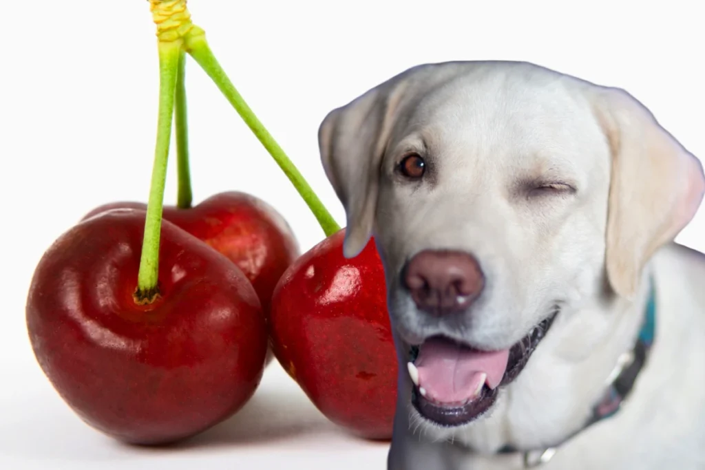 Cachorro Pode Comer Cereja