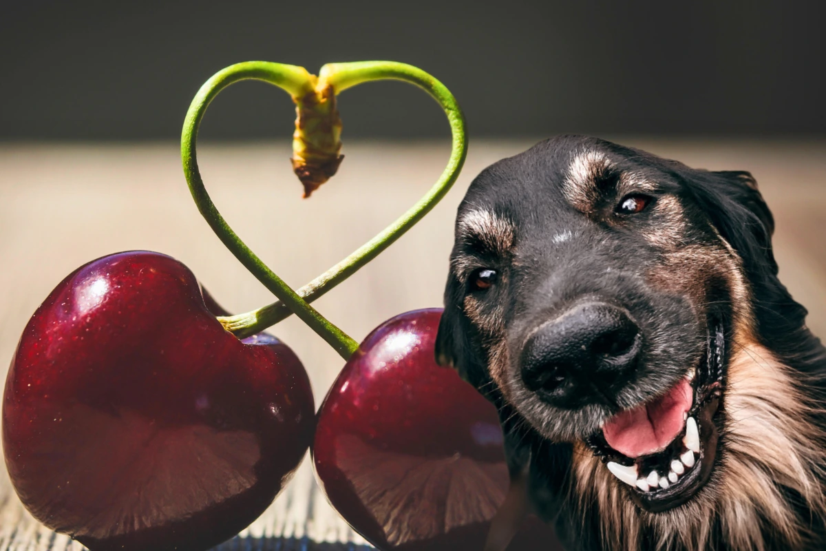 Cachorro Pode Comer Cereja