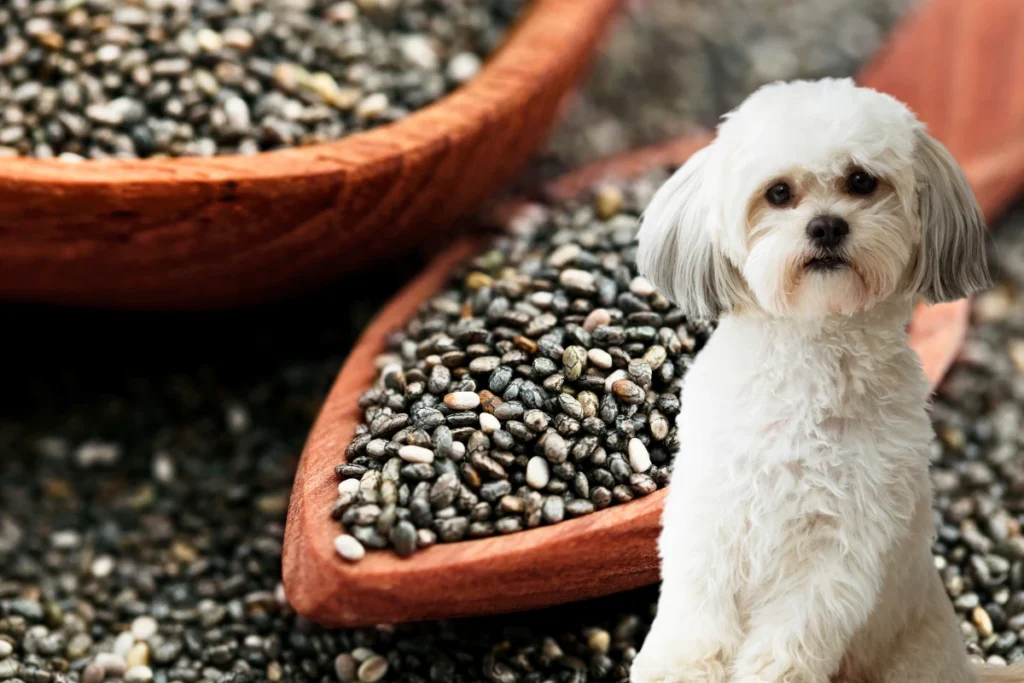 Cachorro Pode Comer Chia