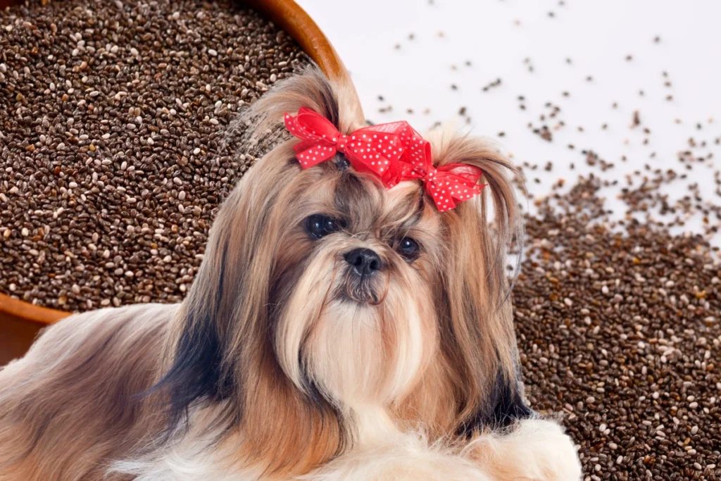 Cachorro Pode Comer Chia