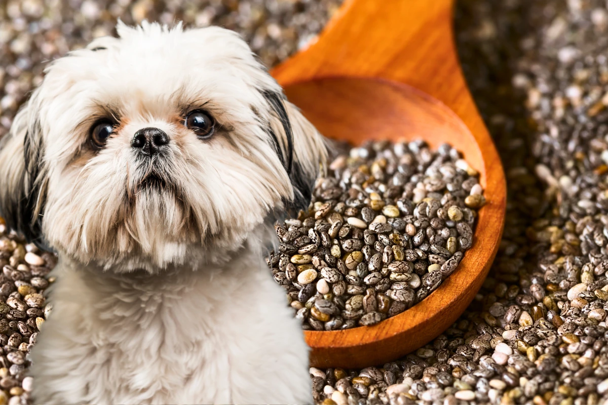 Cachorro Pode Comer Chia